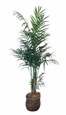 Plant / Greenery
