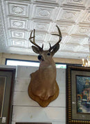 Taxidermy