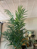 Plant / Greenery