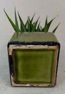 Plant / Greenery
