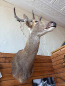 Taxidermy