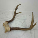 Taxidermy