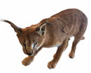 Taxidermy
