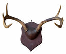 Taxidermy