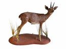 Taxidermy