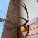 Taxidermy