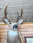 Taxidermy