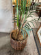 Plant / Greenery