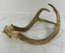 Taxidermy