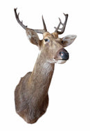 Taxidermy