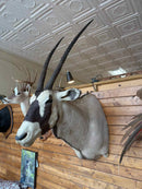 Taxidermy