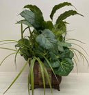 Plant / Greenery