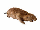 Taxidermy