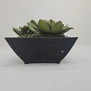 Plant / Greenery