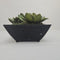 Plant / Greenery
