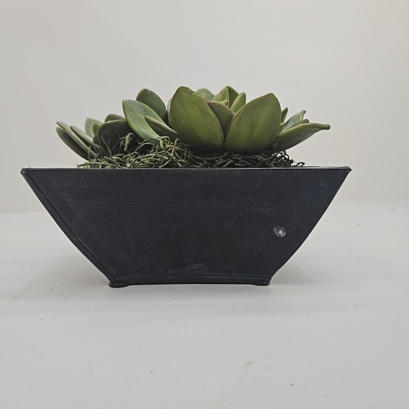 Plant / Greenery