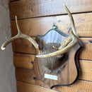 Taxidermy