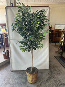 Plant / Greenery