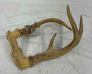 Taxidermy