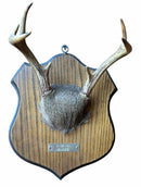 Taxidermy
