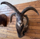 Taxidermy