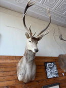 Taxidermy