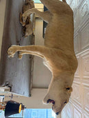 Taxidermy