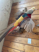 Taxidermy