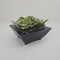 Plant / Greenery