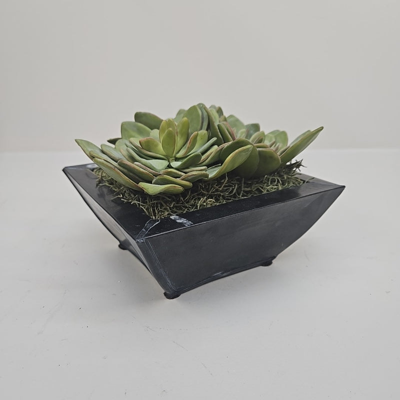 Plant / Greenery