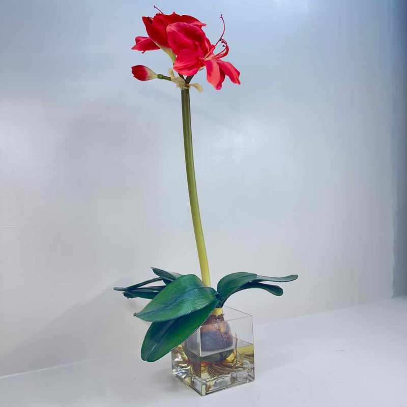 Plant / Greenery
