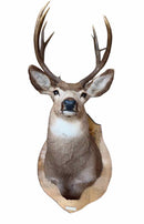 Taxidermy
