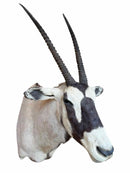 Taxidermy