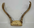 Taxidermy