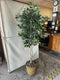 Plant / Greenery
