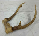 Taxidermy