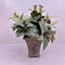 Plant / Greenery