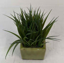 Plant / Greenery