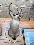 Taxidermy