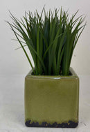 Plant / Greenery