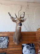 Taxidermy