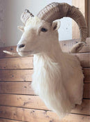 Taxidermy