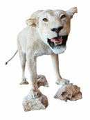 Taxidermy