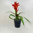 Plant / Greenery