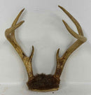 Taxidermy