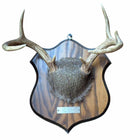 Taxidermy