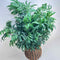 Plant / Greenery