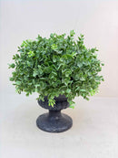 Plant / Greenery