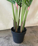 Plant / Greenery