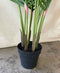 Plant / Greenery